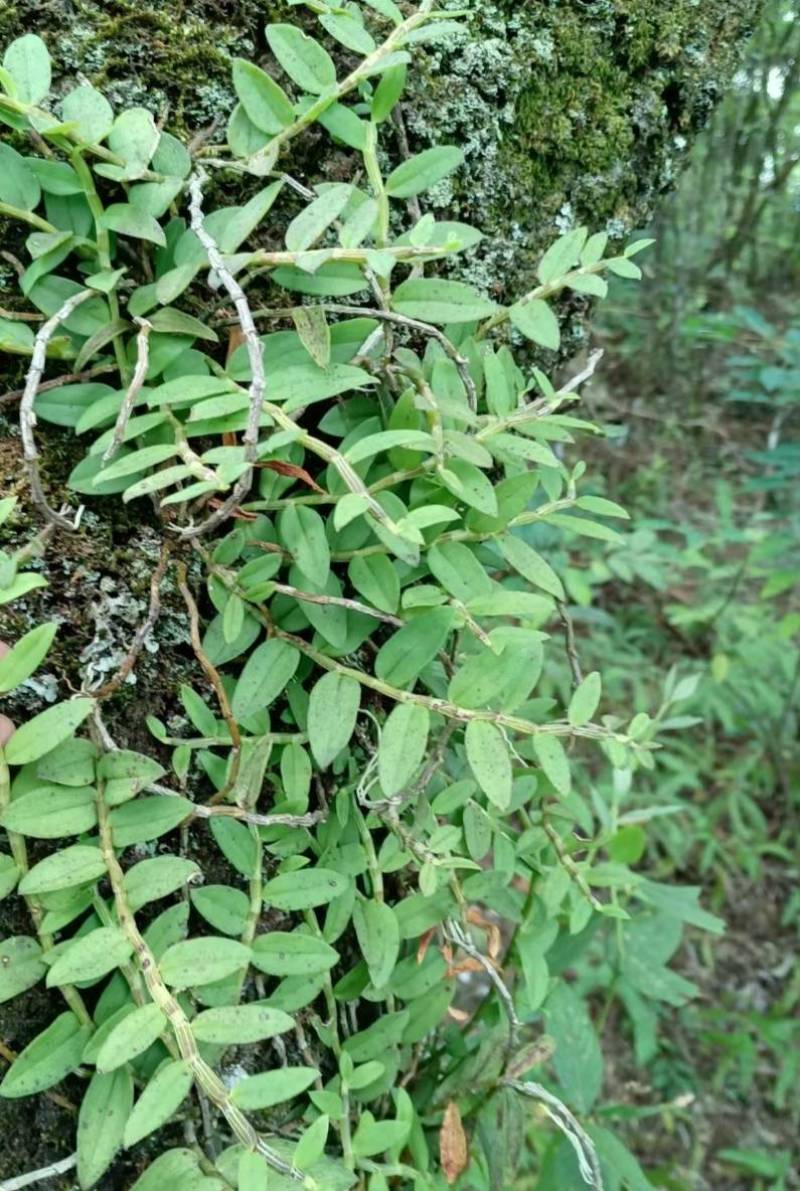 美花石斛（小环衩）