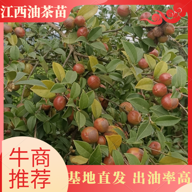 长林系列高产嫁接油茶苗，茶树苗皮溥果多出油率高。
