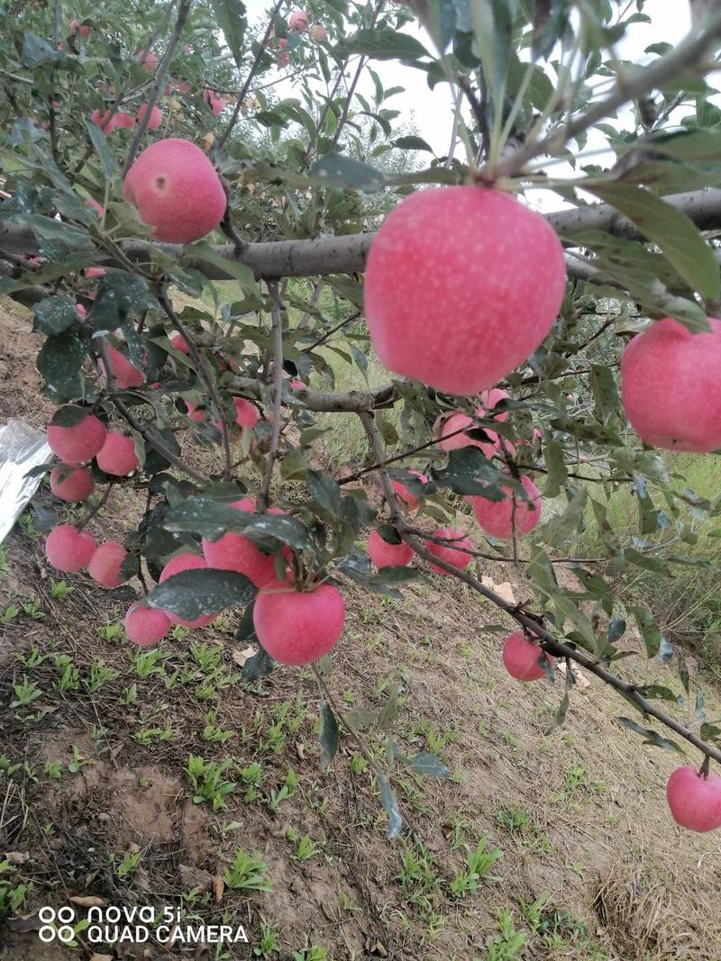 陕西省延安市洛川县纸袋红富士高次苹果