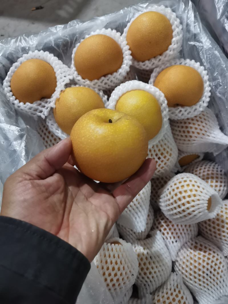 秋月梨口感细甜无渣，果面干净果型好对接团购超市电商