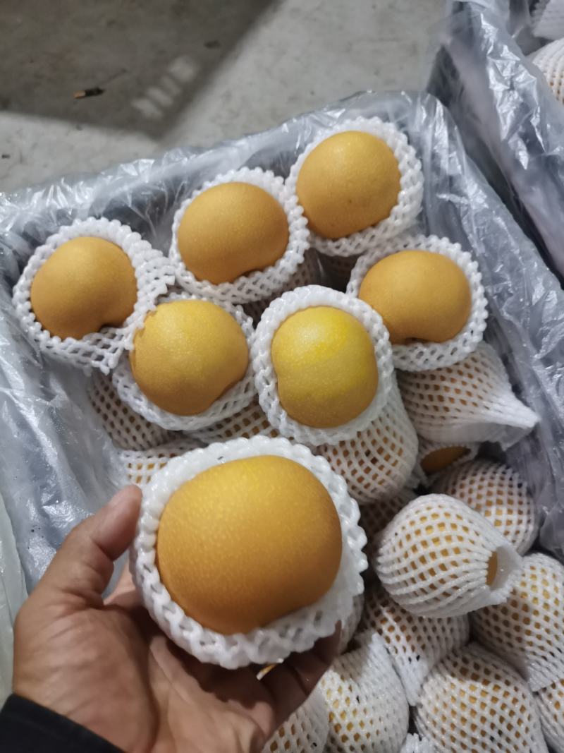 秋月梨口感细甜无渣，果面干净果型好对接团购超市电商