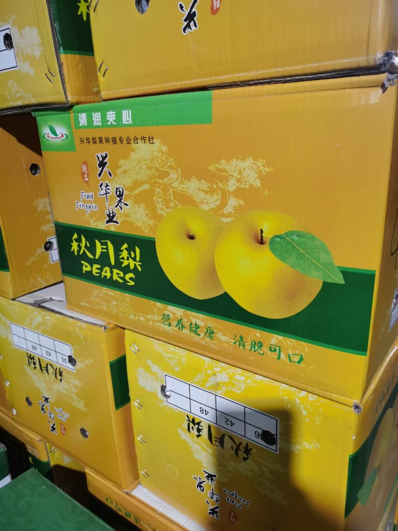 秋月梨口感细甜无渣，果面干净果型好对接团购超市电商
