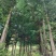 【包存活】柳杉，湖北柳杉，基地直发，现挖现发全国发货