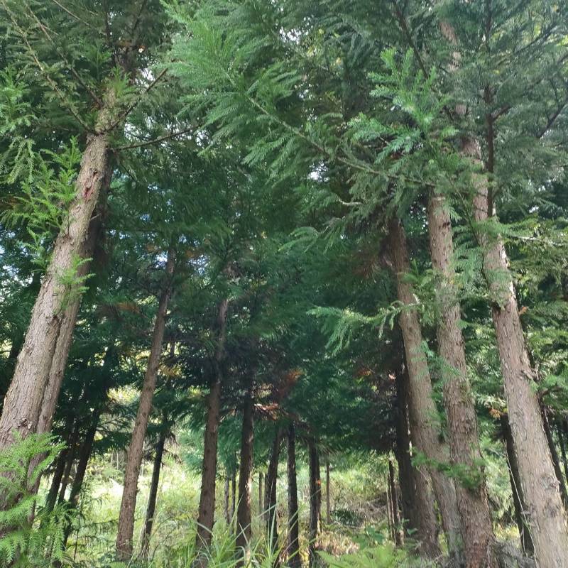 【包存活】柳杉，湖北柳杉，基地直发，现挖现发全国发货
