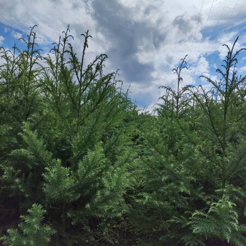 【包存活】柳杉，湖北柳杉，基地直发，现挖现发全国发货