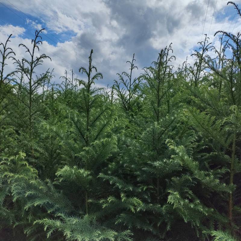 【包存活】柳杉，湖北柳杉，基地直发，现挖现发全国发货