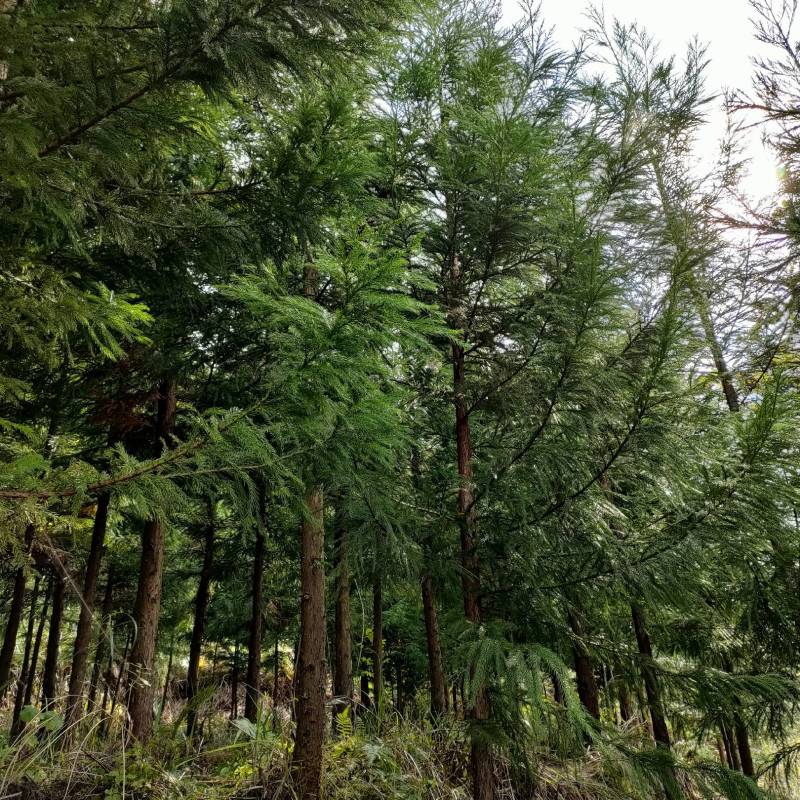 【包存活】柳杉，湖北柳杉，基地直发，现挖现发全国发货