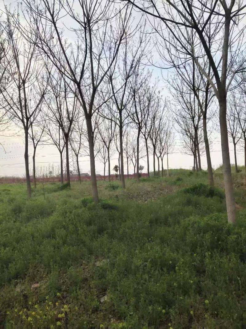 重阳木，8～25公分定植移栽苗，规格齐全，量大价优