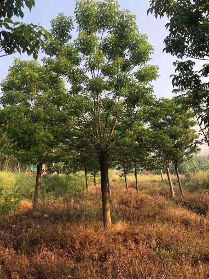 重阳木，8～25公分定植移栽苗，规格齐全，量大价优