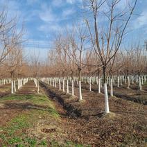 重阳木，8～25公分定植移栽苗，规格齐全，量大价优