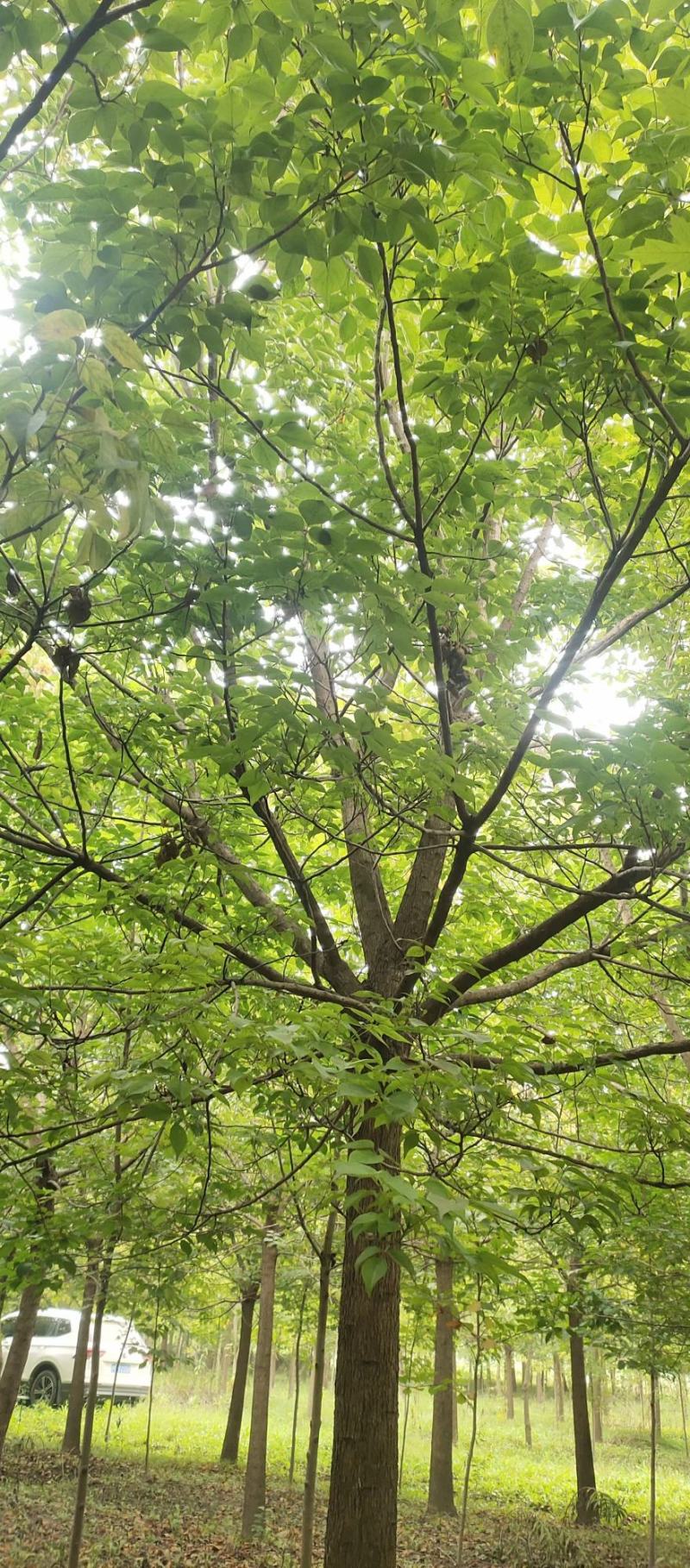 重阳木，8～25公分定植移栽苗，规格齐全，量大价优
