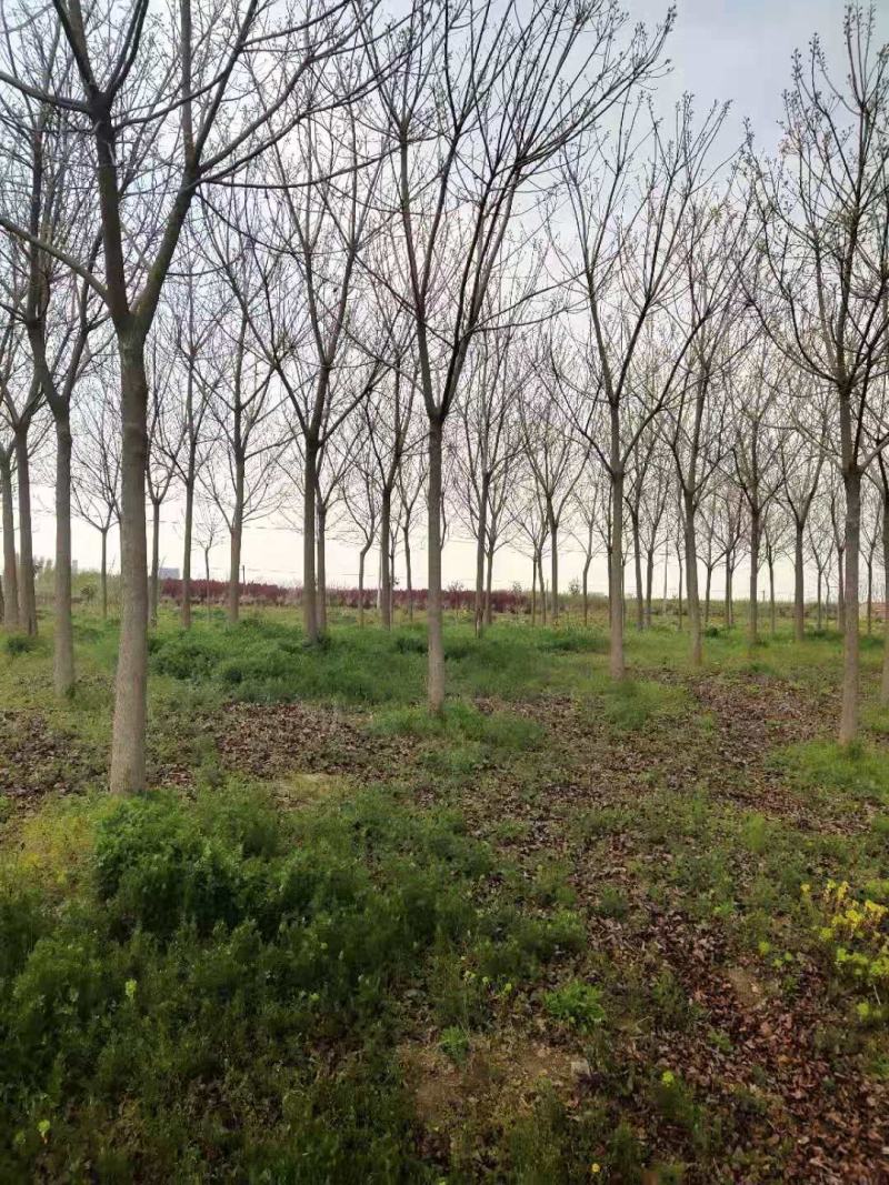 重阳木，8～25公分定植移栽苗，规格齐全，量大价优