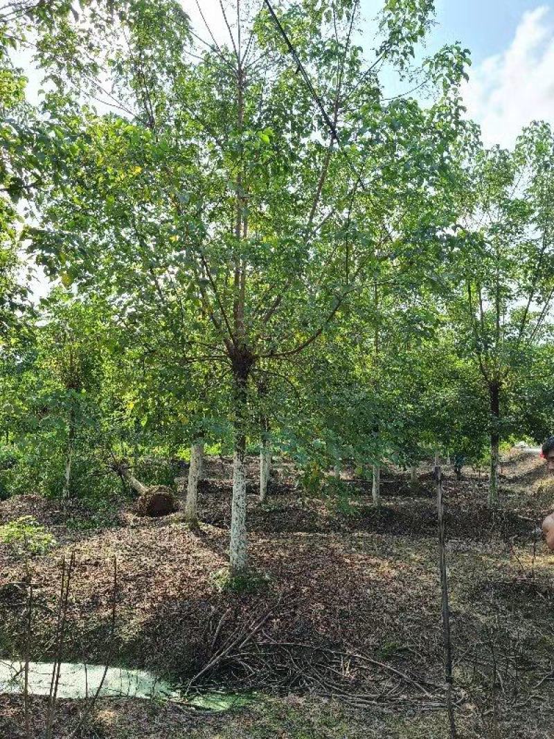 重阳木，8～25公分定植移栽苗，规格齐全，量大价优