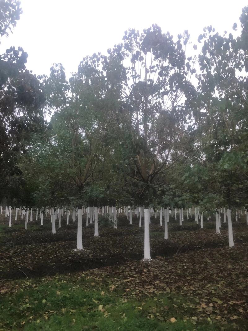 重阳木，8～25公分定植移栽苗，规格齐全，量大价优