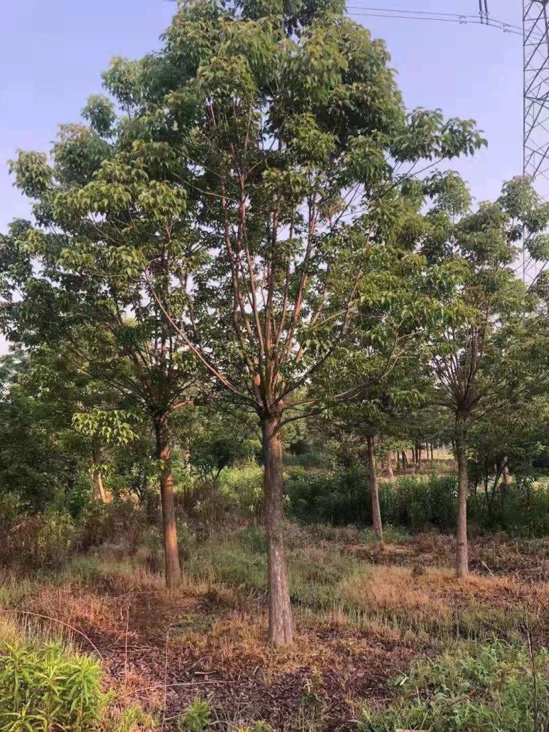 重阳木，8～25公分定植移栽苗，规格齐全，量大价优