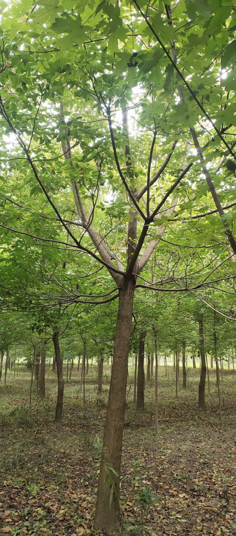 重阳木，8～25公分定植移栽苗，规格齐全，量大价优