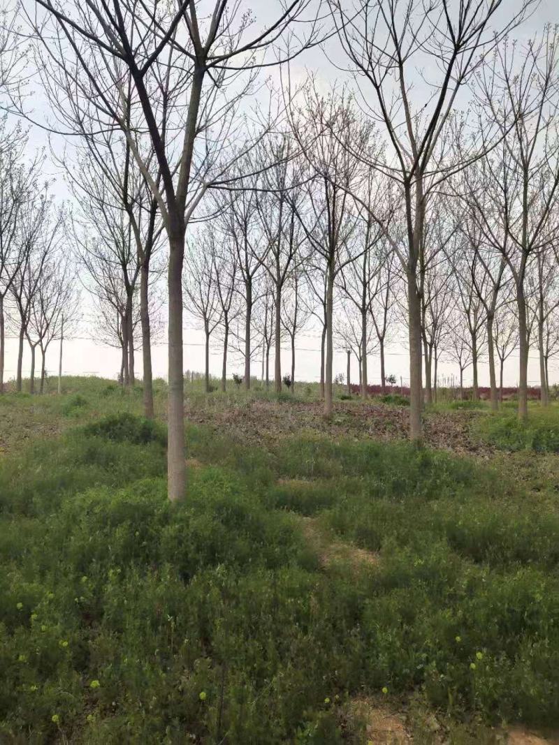 重阳木，8～25公分定植移栽苗，规格齐全，量大价优