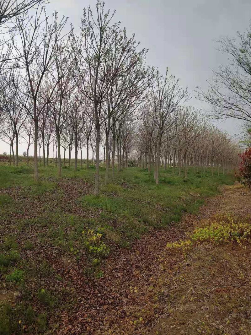 重阳木，8～25公分定植移栽苗，规格齐全，量大价优