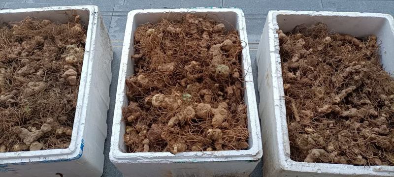 黄精鲜货黄精鲜货现取现发，