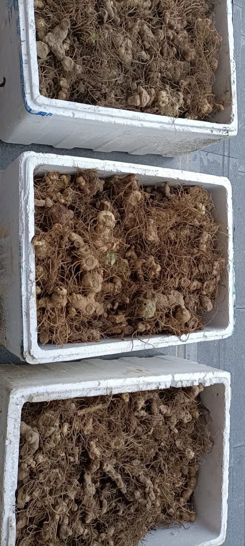 黄精鲜货黄精鲜货现取现发，