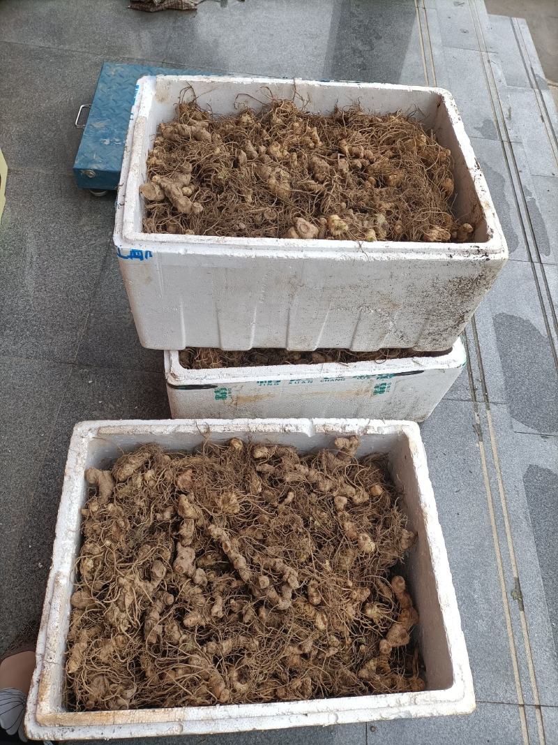 黄精鲜货黄精鲜货现取现发，