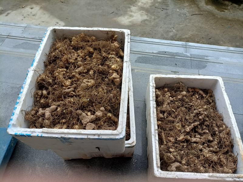 黄精鲜货黄精鲜货现取现发，
