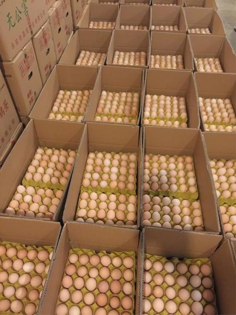 [鲜鸡蛋/次品蛋/B3蛋]厂家出售各色型号全国发货
