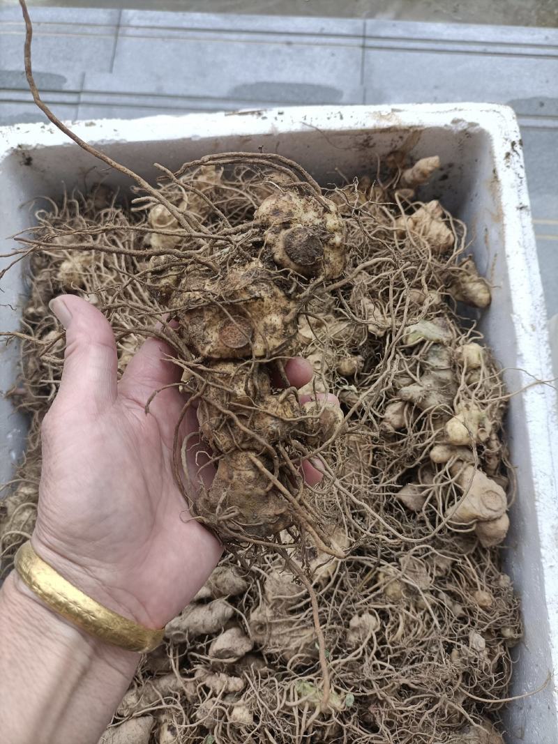 黄精鲜货黄精鲜货现取现发，