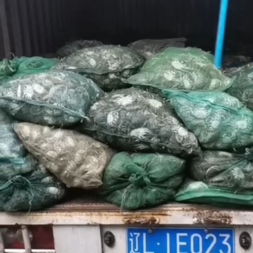 盘锦河蟹一元蟹老头蟹大量上市一次合作终身朋友
