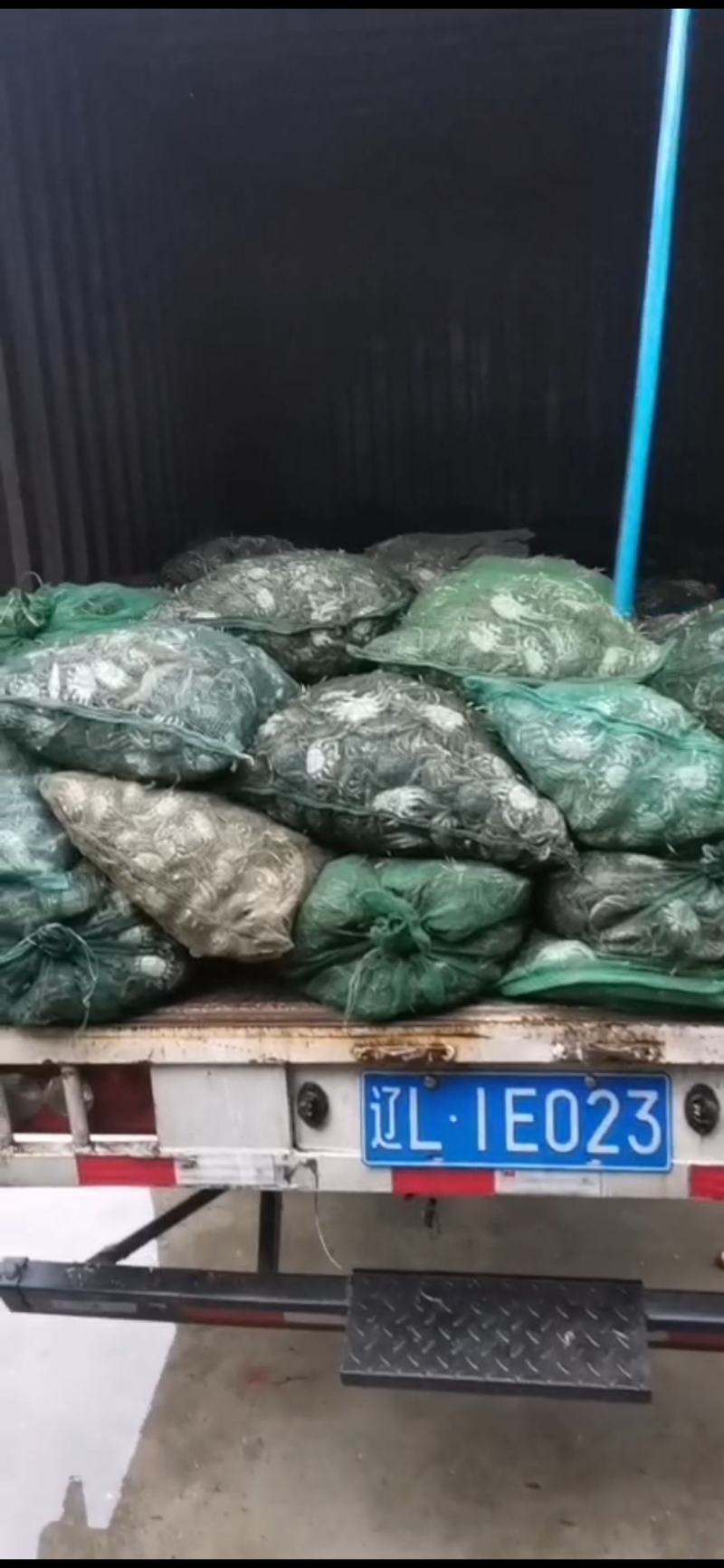 盘锦河蟹一元蟹老头蟹大量上市一次合作终身朋友