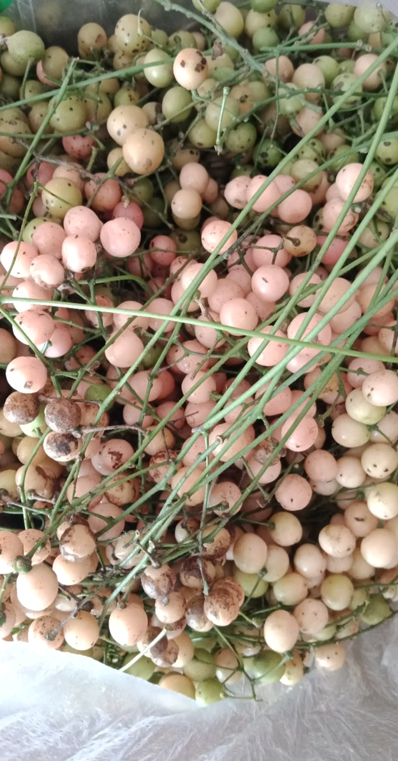 现采产地直销地苦胆名贵种药材金果榄