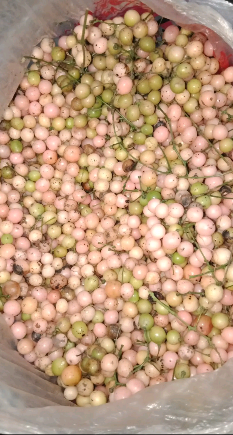 现采产地直销地苦胆名贵种药材金果榄
