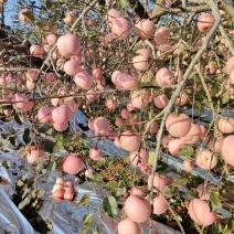 汶河源头绿色无公害苹果红富士苹果条纹，全红大量有货