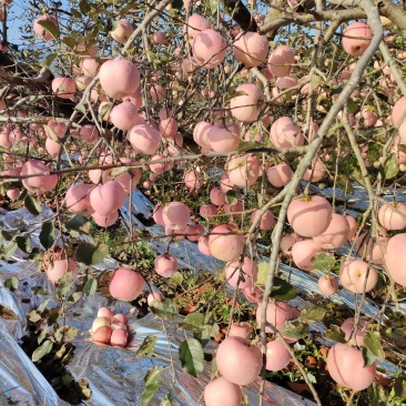 汶河源头绿色无公害苹果红富士苹果条纹，全红大量有货