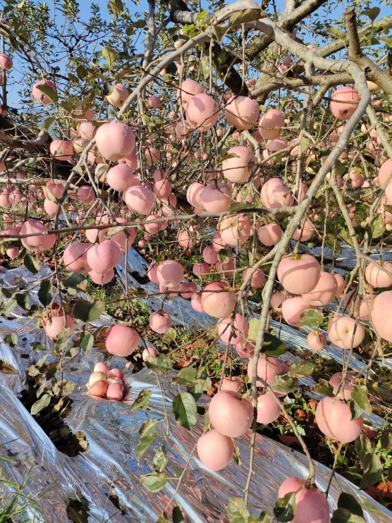 汶河源头绿色无公害苹果红富士苹果条纹，全红大量有货