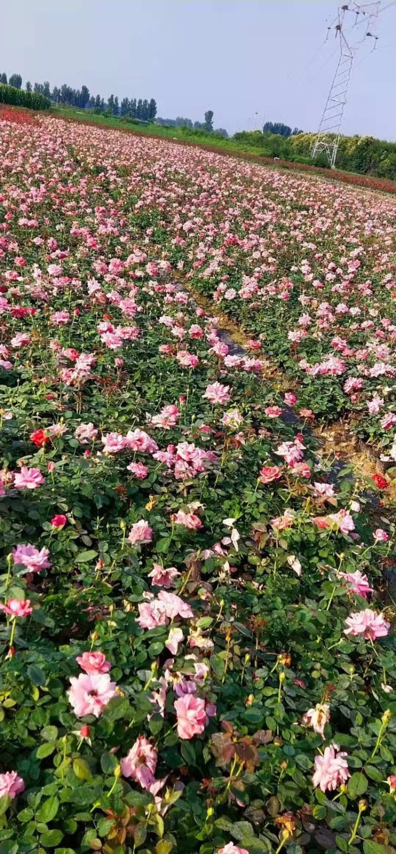 欧月。树桩月季。大田月季批发。花色齐全！当天可发货
