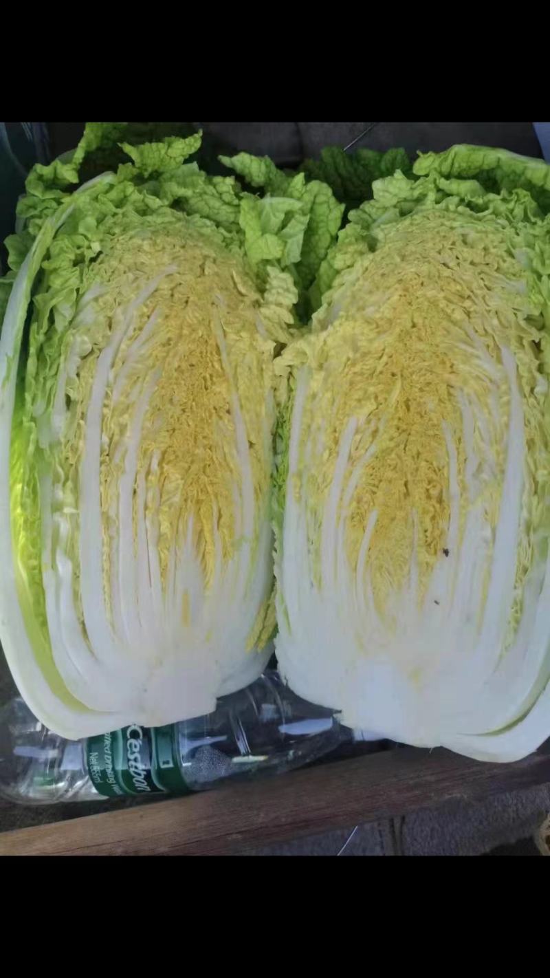 辽宁凌海精品黄心菜产地直销，质量扛扛全国代发4-5-6斤