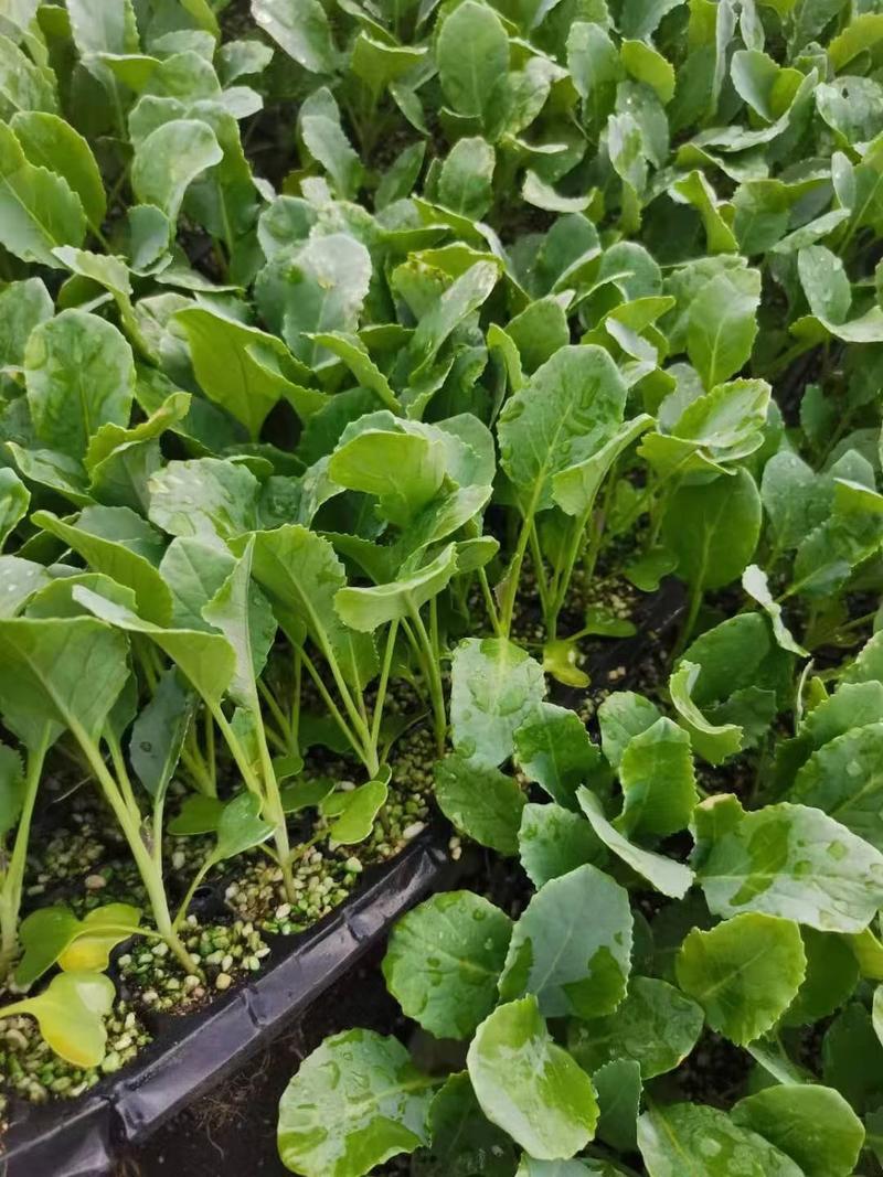 有机花菜苗80天，天品种！抗抽苔，商品性好，产量高！