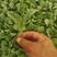 有机花菜苗80天，天品种！抗抽苔，商品性好，产量高！