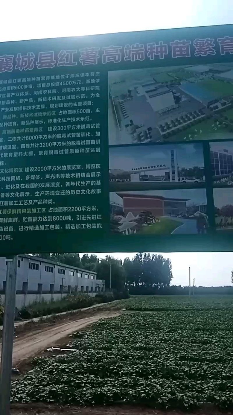 红薯粉条，纯红薯淀粉粉条，襄城特产，产地直供