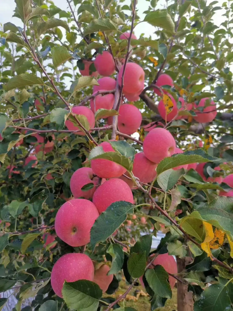 苹果山东红富士苹果产地直发货源充足口感好品相正