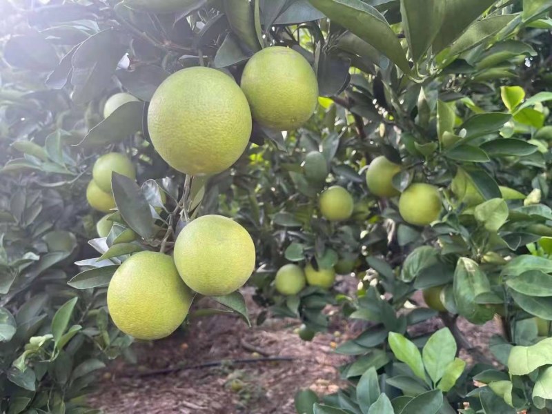 冰糖橙