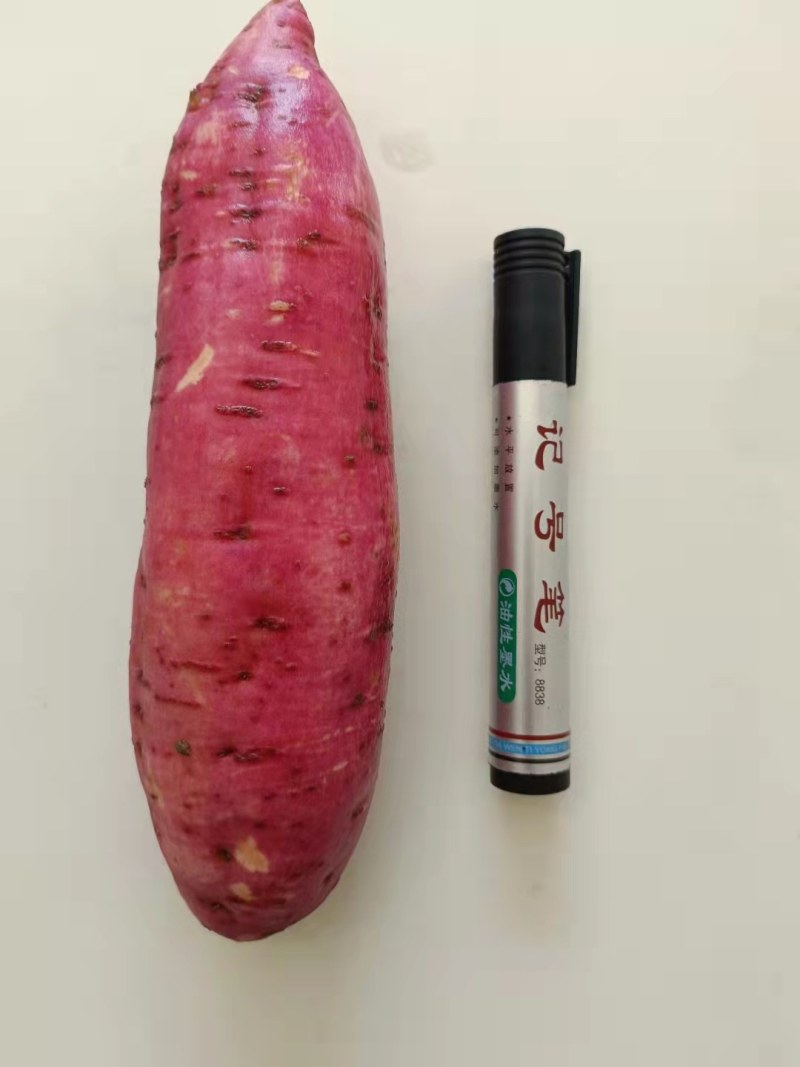 西瓜红红薯