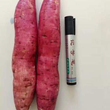 西瓜红红薯