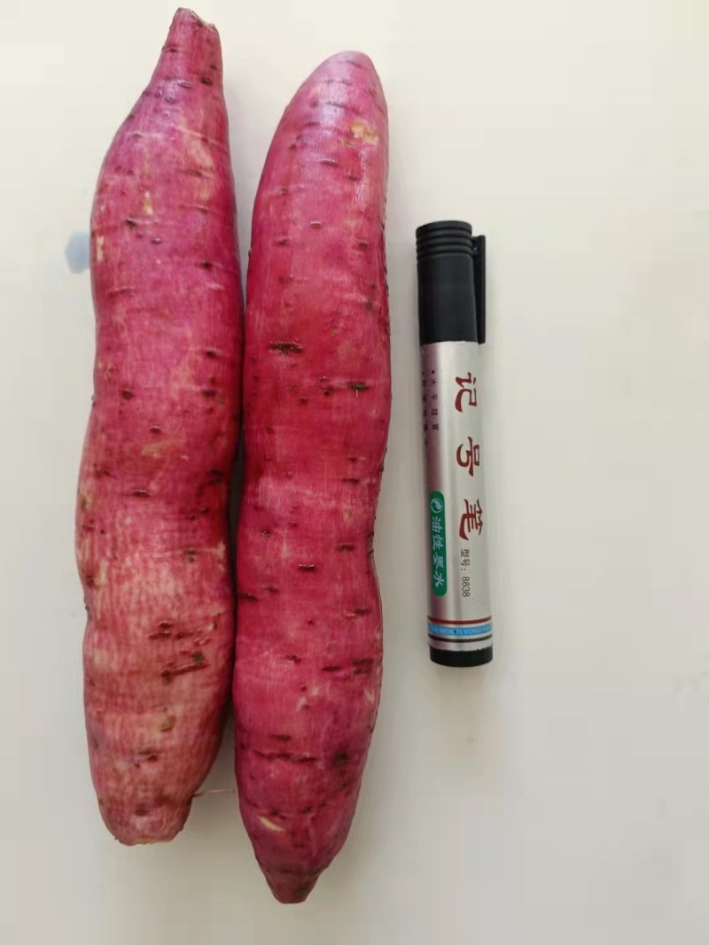 西瓜红红薯