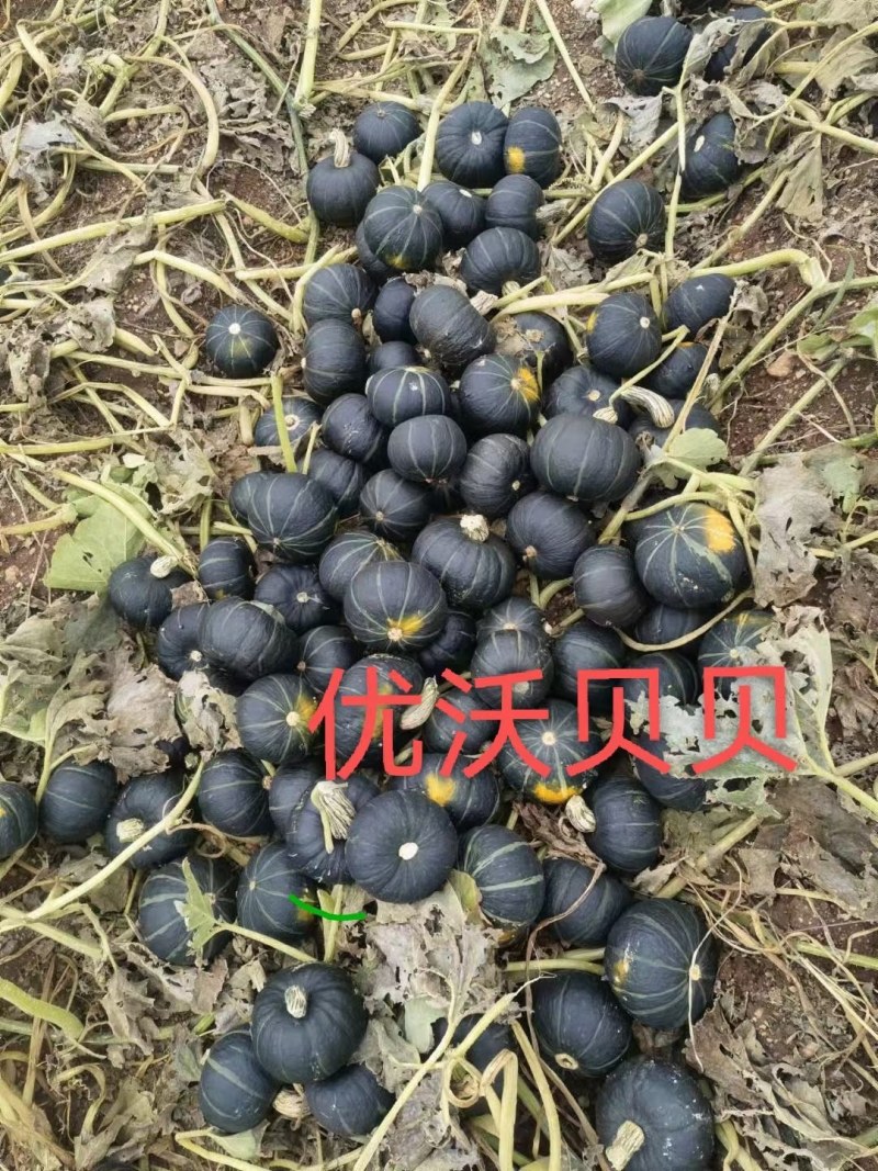 贝贝，银栗，板栗，红南瓜