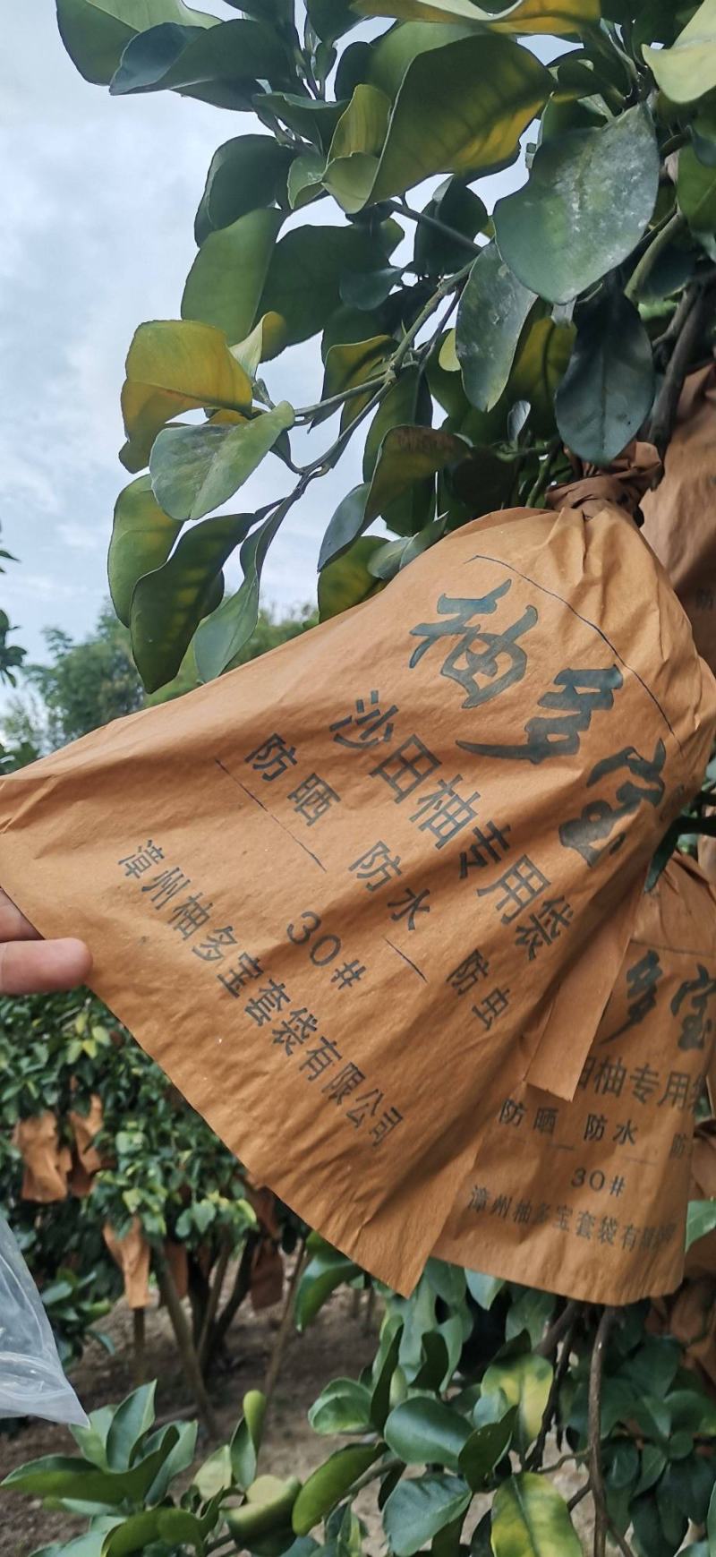 大量批发容县自良优质沙田柚，欢迎到来主产区品尝选购