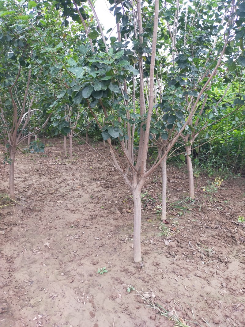 黄栌