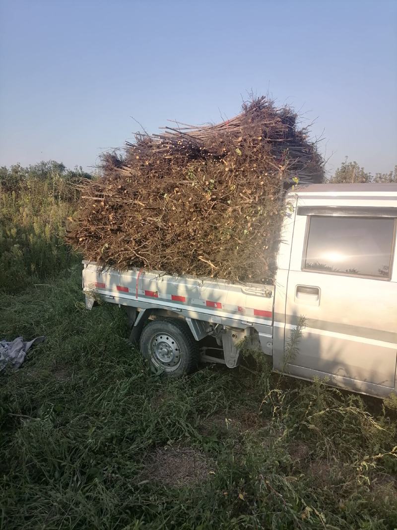 2到3年软枣苗，量大从优，无菌生长。欢迎订购