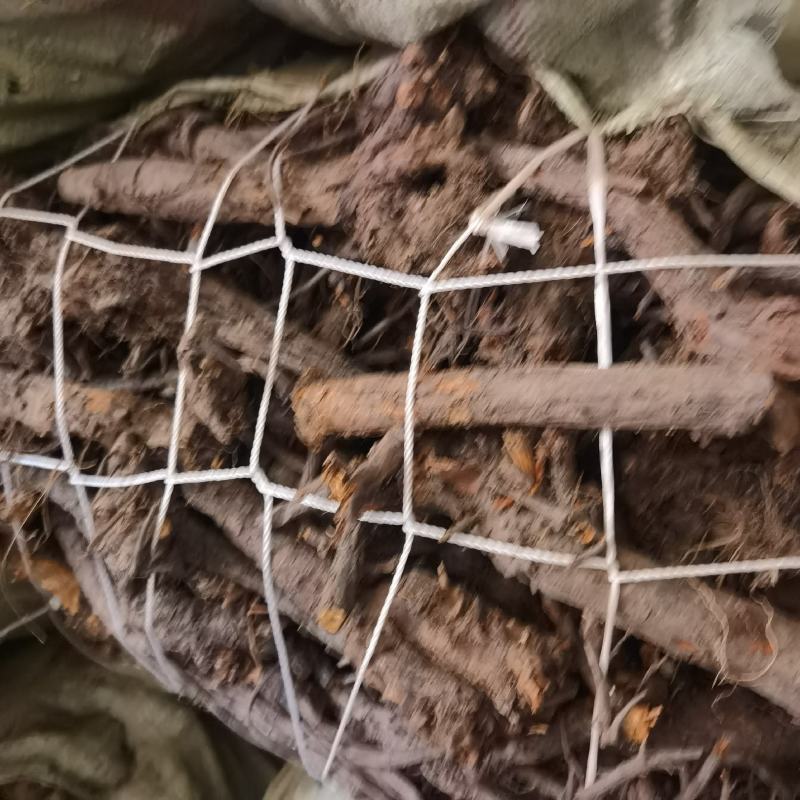 甘肃野生地榆
